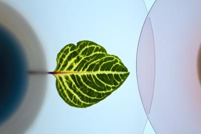 Transparences éphémères - Herbe des Mayas.jpg